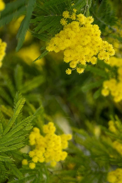 Hermosa Amarilla Rama Floreciente Mimosa Sobre Fondo Verde —  Fotos de Stock