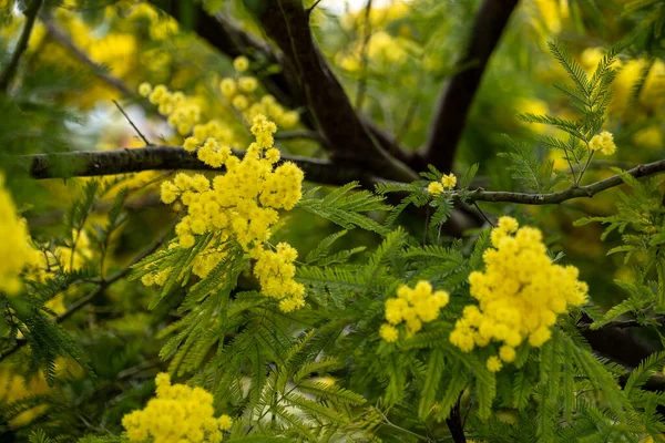 Frumos Galben Ramură Flori Mimosa Fundal Verde — Fotografie, imagine de stoc