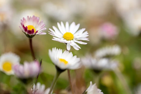 Белый Розовый Daisies Meadow Grass — стоковое фото