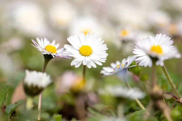 Otların arasındaki çayırda beyaz ve pembe papatyalar