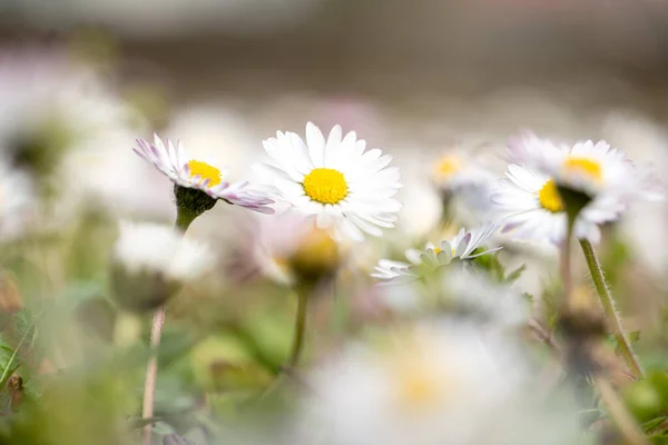 Белый Розовый Daisies Meadow Grass — стоковое фото