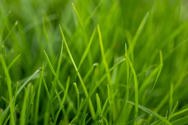 Fresh Juicy Grass Meadow Close — Stock Photo, Image
