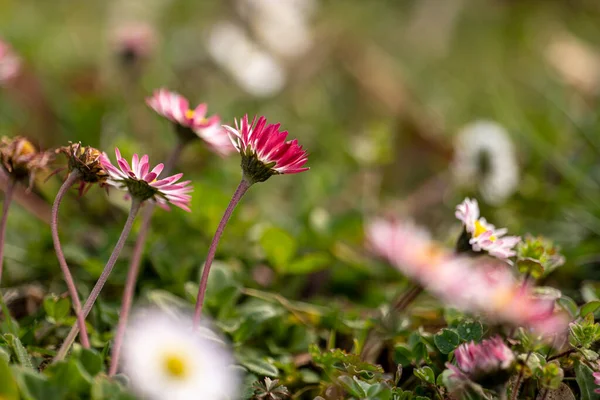 Белый Розовый Daisies Meadow Grass — стоковое фото