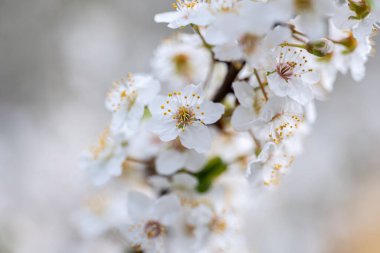 Beyaz çiçeklerle kaplı bir dal, bahar çiçekleri