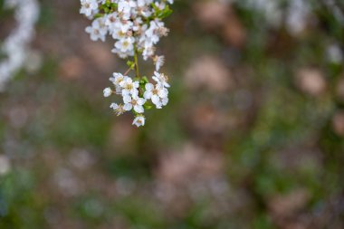 Beyaz çiçeklerle kaplı bir dal, bahar çiçekleri