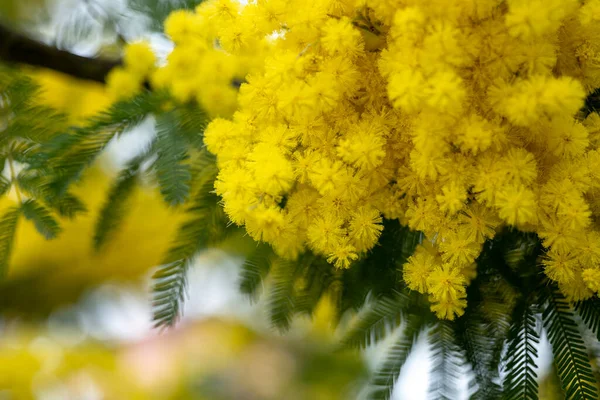 Beautiful Yellow Flowering Branch Mimosa Green Background — Stock Photo, Image