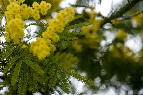 Hermosa Amarilla Rama Floreciente Mimosa Sobre Fondo Verde —  Fotos de Stock