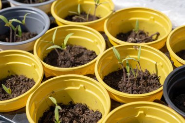 Domates ekme hazırlıkları, sarı plastik kaplarda genç filizler.