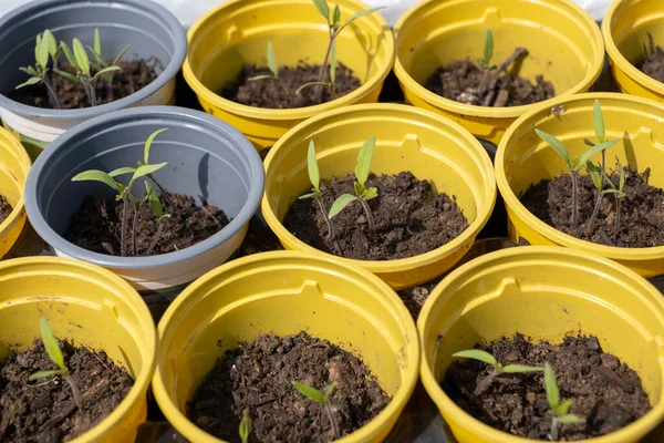 Preparação Para Plantio Tomate Brotos Jovens Vasos Plástico Amarelo — Fotografia de Stock