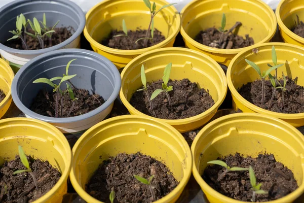 Przygotowanie Sadzenia Pomidorów Młodych Pędów Żółtych Plastikowych Doniczkach — Zdjęcie stockowe