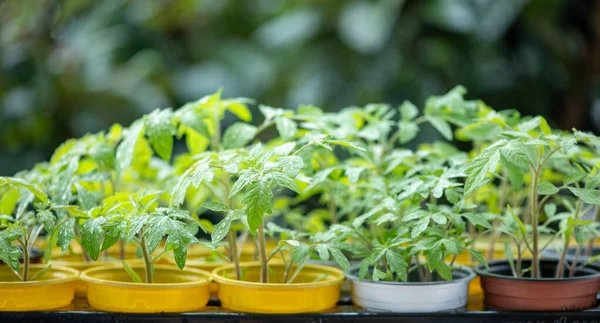 Jeune Tomate Plantule Dans Des Pots Colorés Sur Fond Vert — Photo