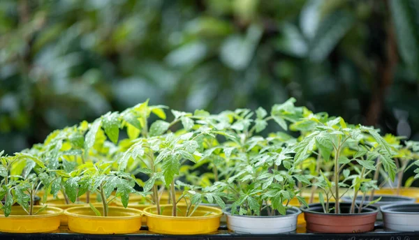 Jeune Tomate Plantule Dans Des Pots Colorés Sur Fond Vert — Photo