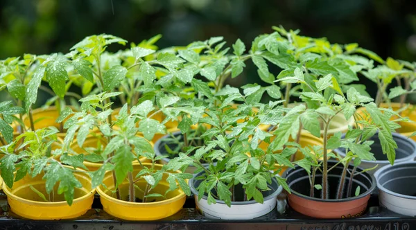 Jeune Tomate Plantule Dans Des Pots Colorés Sur Fond Vert — Photo