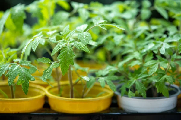 Jeune Tomate Plantule Dans Des Pots Colorés Sur Fond Vert — Photo