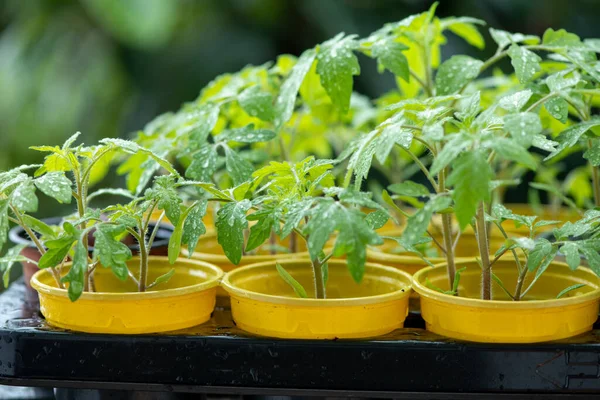 Jeune Tomate Plantule Dans Des Pots Colorés Sur Fond Vert — Photo