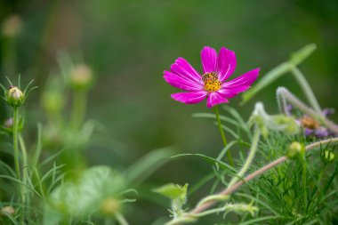 Yumuşak yeşil arka planda güzel çiçekler