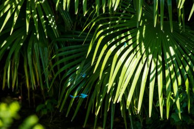 Nehrin üzerinde yeşil palmiye ağacı ve mavi yusufçuklar uçuşuyor.