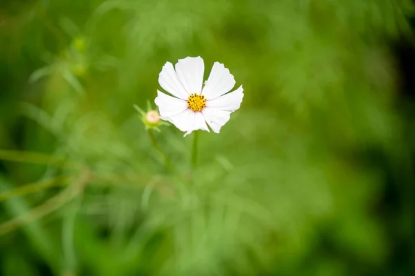 Krásné Květiny Jemném Zeleném Pozadí — Stock fotografie