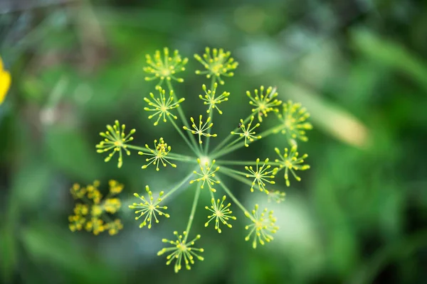 Hermosas Flores Sobre Fondo Verde Suave —  Fotos de Stock