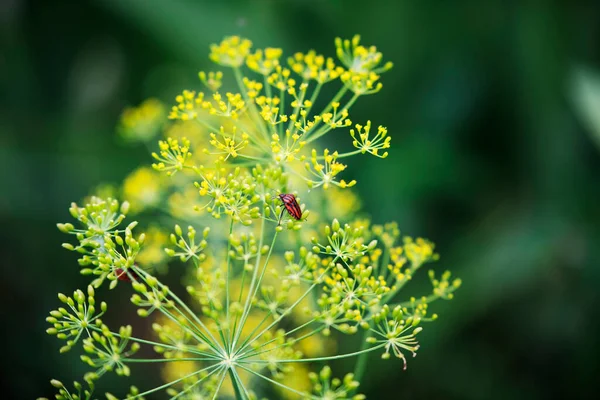 Gyönyörű Virágok Egy Szelíd Zöld Háttér — Stock Fotó