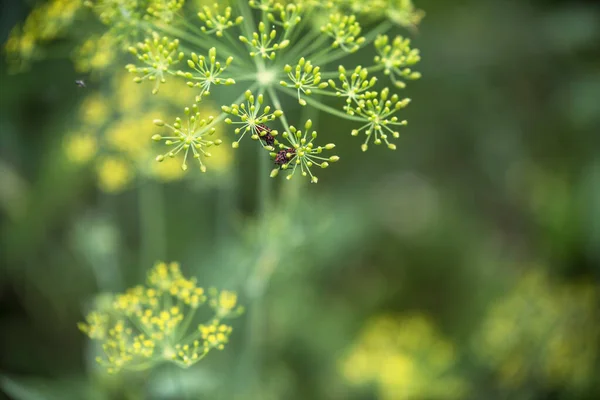 Hermosas Flores Sobre Fondo Verde Suave —  Fotos de Stock