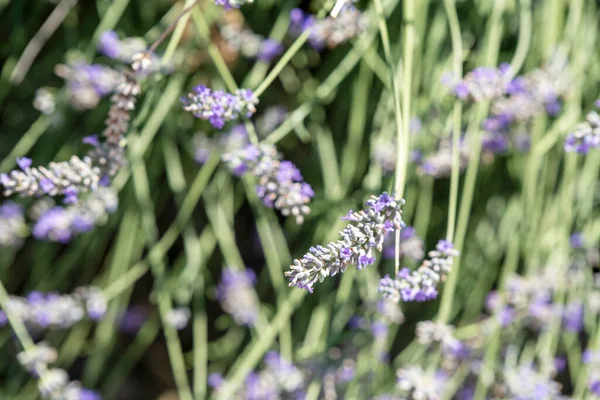 Hermosas Flores Sobre Fondo Verde Suave —  Fotos de Stock