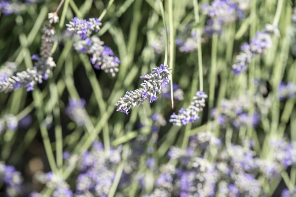 Hermosas Flores Sobre Fondo Verde Suave —  Fotos de Stock