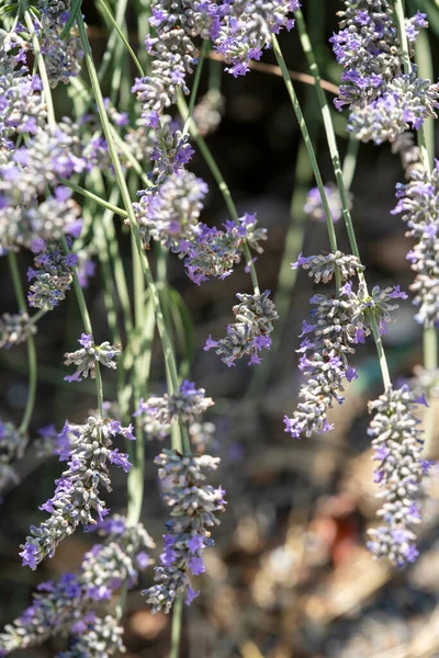 Hermosas Flores Sobre Fondo Verde Suave — Foto de Stock