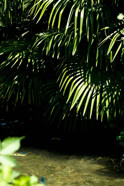 Groene Palmboom Rivier Blauwe Libellen Vliegen Rond — Stockfoto