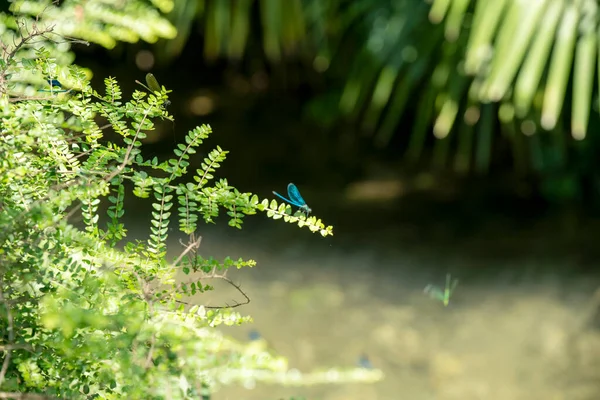 Groene Palmboom Rivier Blauwe Libellen Vliegen Rond — Stockfoto