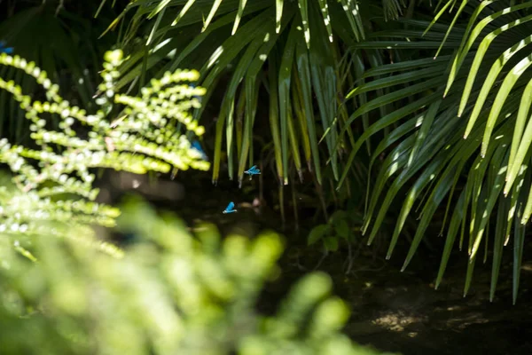 Groene Palmboom Rivier Blauwe Libellen Vliegen Rond — Stockfoto