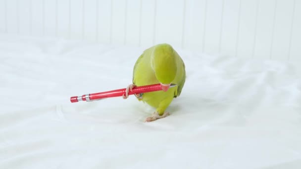 Alexander Papagaio Brincando Cama Indiana Engraçado Anel Necked Parakeet Bird — Vídeo de Stock