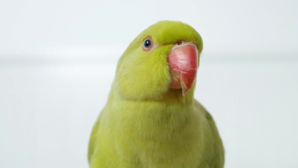 Alexander Parrot Jouer Sur Lit Indien Funny Ring Necked Parakeet — Video