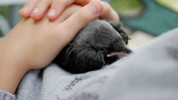 Copil Copil Crow Petting Copil Ajutând Corb Pierdut Crow Puiu Imagine de stoc