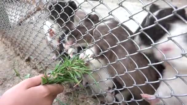 Kind in Zoo Park, Meisje dat Guinee voedt Varkens, Kid Love Verpleegkundige Dieren Spelen met knaagdieren, Kinderen Huisdieren Care — Stockvideo