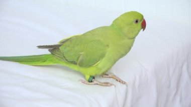 Alexander Papağan Yatakta, Hindistanda, Komik boyunlu Muhabbet Kuşu, Çocukların Arkadaşları