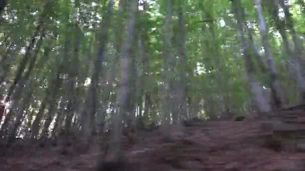 Conduciendo por Bosque, Tráfico por Carretera de Madera, Coche De Seguimiento De Pov, Vista Automática De La Ventana, Naturaleza — Vídeo de stock