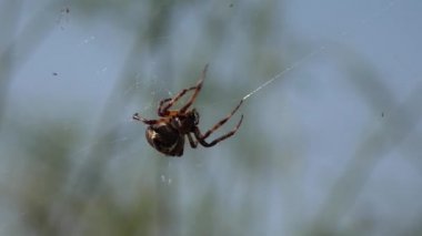 Örümcek Ağı, Doğal Çevrede Böcek, Zehirli Yırtıcı, Doğada Dua