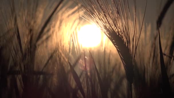 Trigo en el campo de agricultura, Oído al atardecer, Granos de vista agrícola, Cultivo de cereales al amanecer, Industria Agraria — Vídeos de Stock