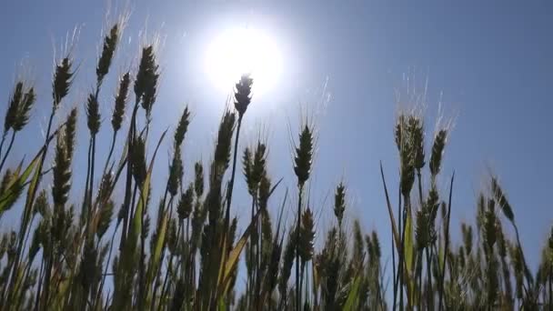 Ржаное пшеничное ухо на закате солнца, сельскохозяйственное поле, зерно, зерно, зерно, урожай, сельскохозяйственная продукция промышленности — стоковое видео