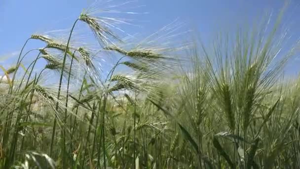 Trigo en el campo de agricultura, Oído, Granos de vista agrícola, Cultivo de cereales al amanecer, Productos de la industria agraria — Vídeos de Stock