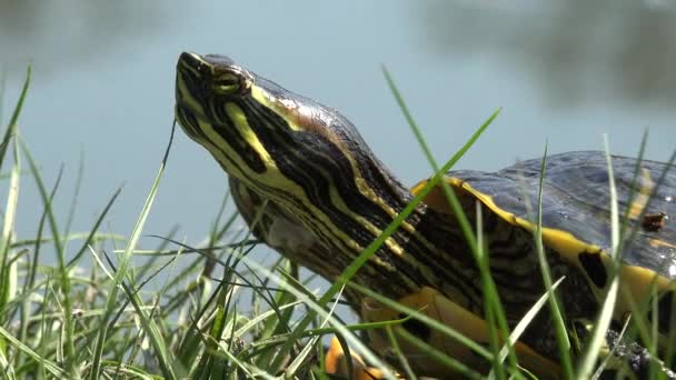 Sköldpadda i naturmiljö, Vandring Exotisk sköldpadda i naturen, Reptil vid sjön, Närbild — Stockvideo