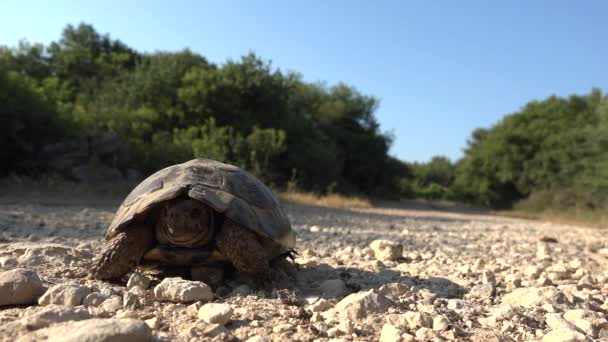 Żółw w środowisku naturalnym, Grecja Egzotyczny żółw spacerujący w przyrodzie, gad zbliżenie — Wideo stockowe