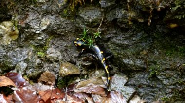 Dağlarda Semender, Sarı Noktalı Sürüngen Ormanda Amfibi Hayvan
