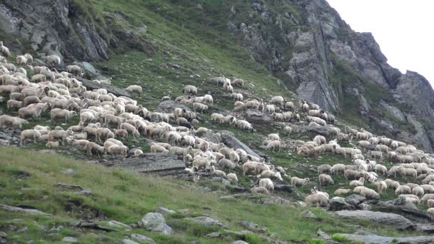 Moutons dans les Montagnes, Troupeau D'agneaux Pâturant Colline, Pastorale Vue D'automne — Video