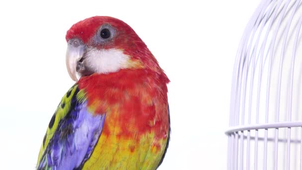 Pájaro loro rosella, Aves australianas en cautiverio, Tame Pet en jaula — Vídeos de Stock