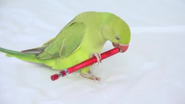 Alexander Papagaio brincando na cama, Indiana, engraçado Anel-Necked Parakeet Bird, Crianças Animais Amigos — Vídeo de Stock