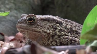 Ormanda Kurbağa Kapanışı, Kurbağa Güneşlenmesi Yapraklar, Hayvanlar Ormanda Macro Manzarası