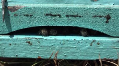 Bees Flying by Beecove in Summer Nature