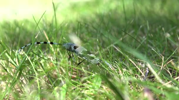 Bugg i gräs, blå grå skalbagge med svarta fläckar lång antenn närbild Visa Rosalia Longicorn Insekter — Stockvideo